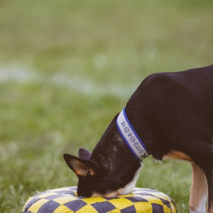 Berliner_Jugger_Pokal_2017-208